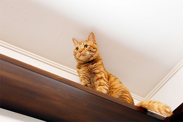 人も猫も生活しやすい空間へ。